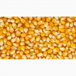 Закуповуємо кукурудзу з фермерських господарств, елеваторів Чернігівської області