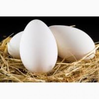 Продам инкубационные яйца гусей породы Легард Датский