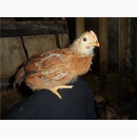 Яйця для інкубації курей породи Фоксі Чик