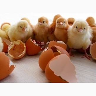 Хорошая возможность приобрести яйца инкубационные кур Фокси Чик