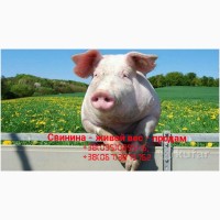 Продам свинину - живой вес
