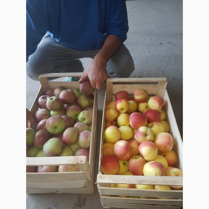 Фото 2. Продам яблоки из собственного сада