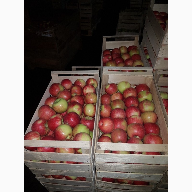Фото 3. Продам яблоки из собственного сада