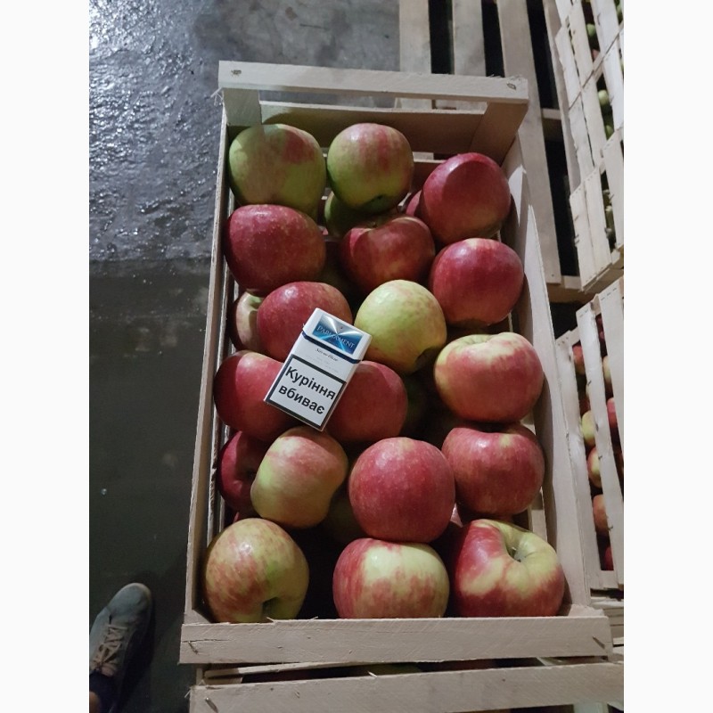 Фото 4. Продам яблоки из собственного сада