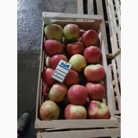 Продам яблоки из собственного сада