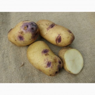 Картофель элитных сортов.Высокоурожайные, засухоустойчивые, разваристые