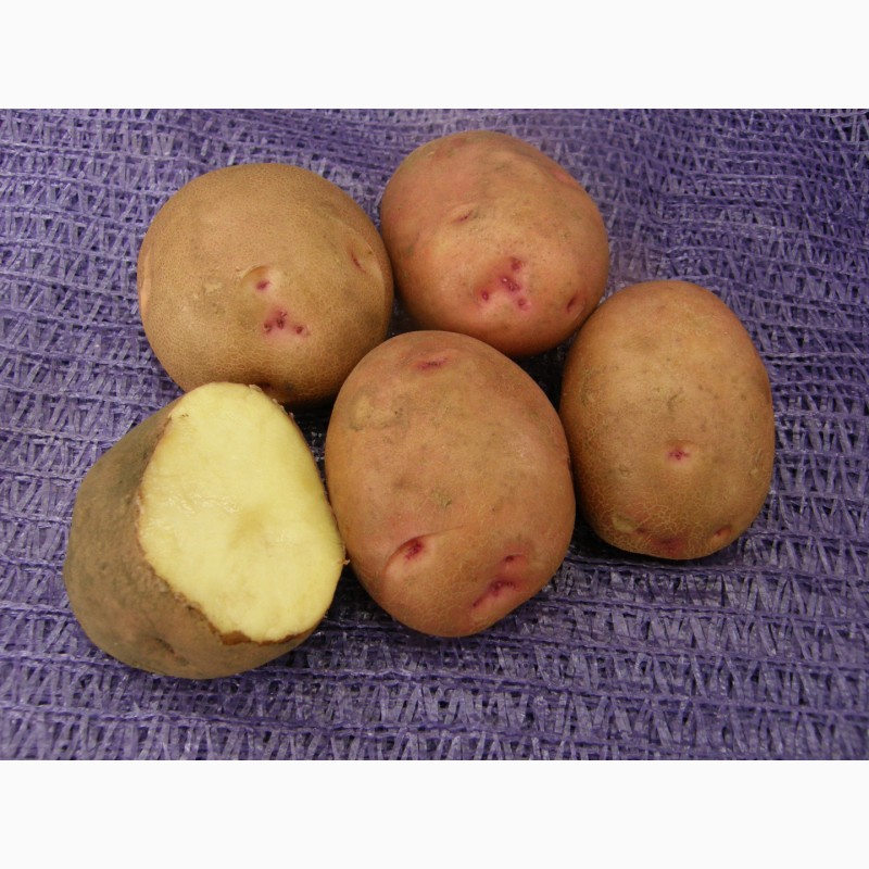 Урожайные сорта картофеля для средней. Сорт картошки цыганка. Сорт Адретта. Сорт картофеля Адретта.