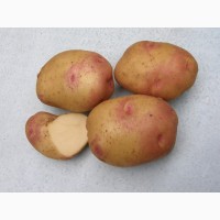 Картофель элитных сортов.Высокоурожайные, засухоустойчивые, разваристые