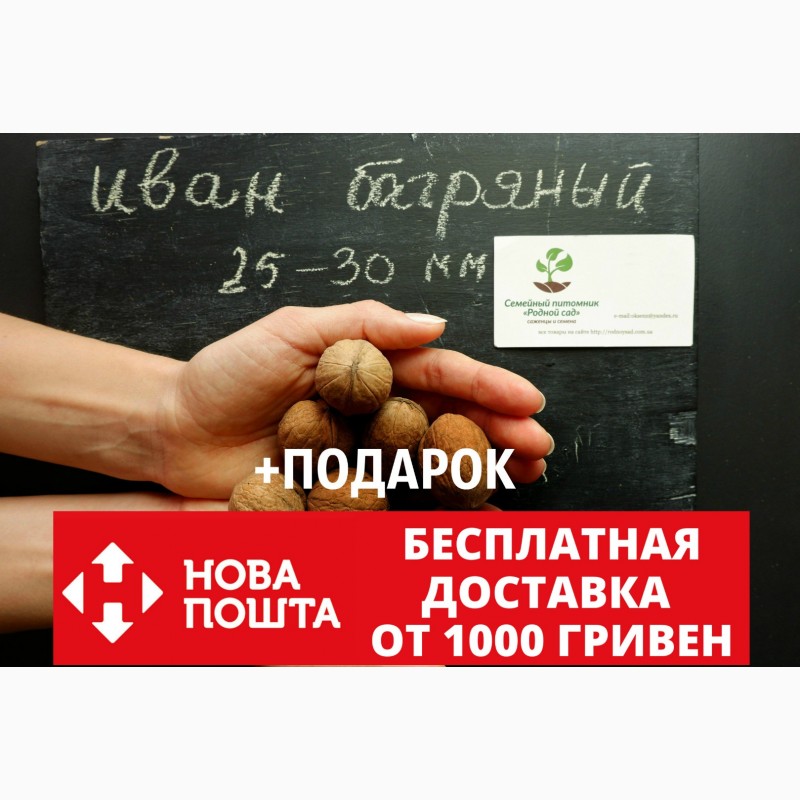 Грецкий орех Иван Багряный семена(10 шт калибр 25-30мм)на саженцы насіння на саджанці