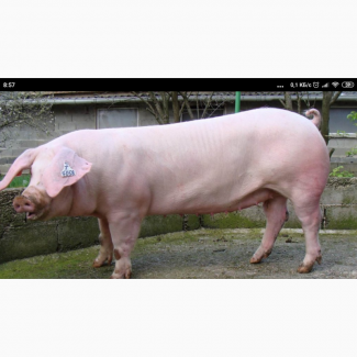 Продам свиней 140-170кг бекон