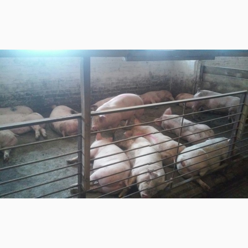 Продам больших, мясистых свиней (свинок, свиньи)