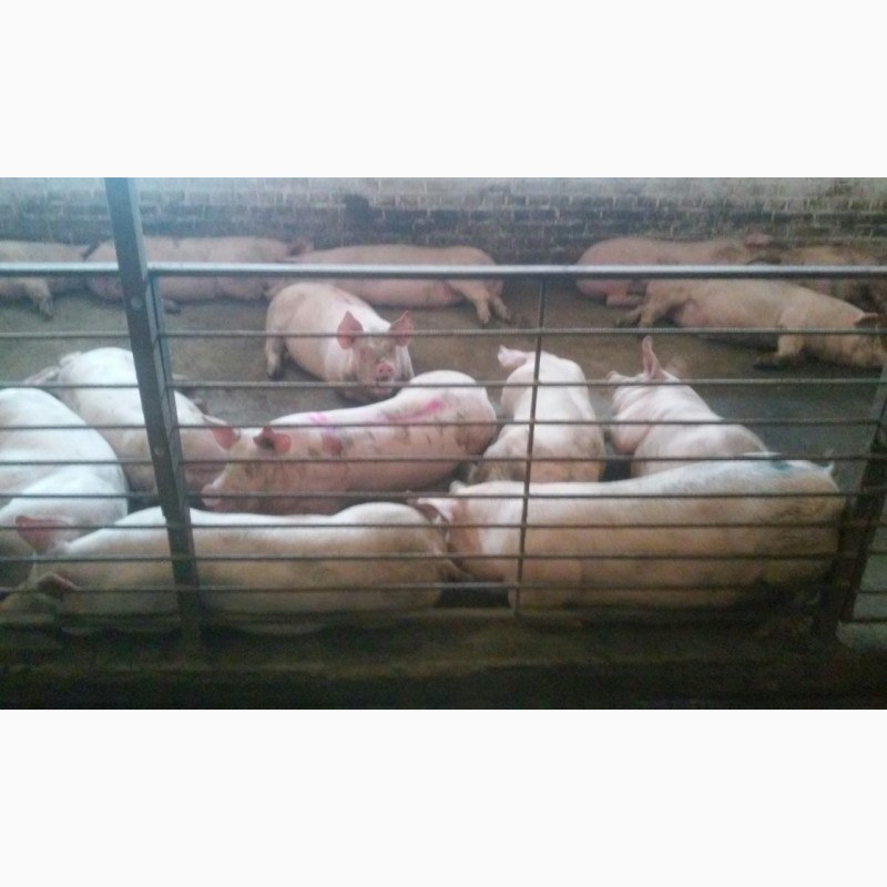 Фото 2. Продам больших, мясистых свиней (свинок, свиньи)