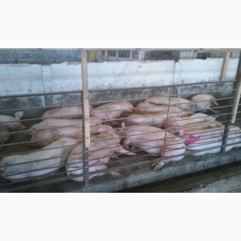 Фото 3. Продам больших, мясистых свиней (свинок, свиньи)