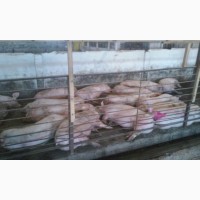 Продам больших, мясистых свиней (свинок, свиньи)