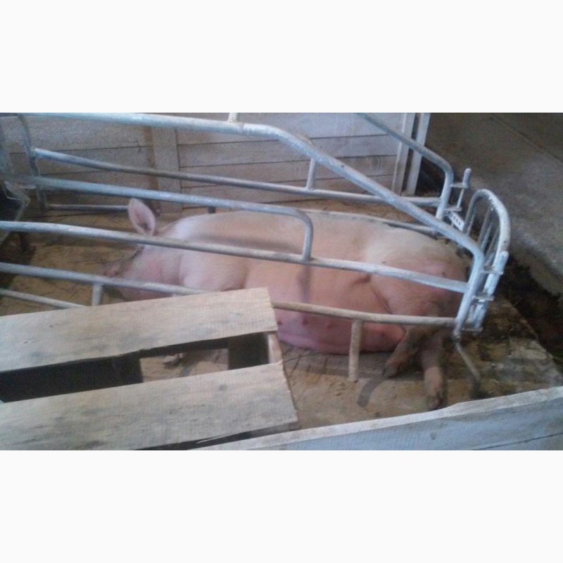 Фото 4. Продам больших, мясистых свиней (свинок, свиньи)
