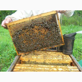 Продам бджолопакети пчелопакеты бджолосімї пчелосемья 2020