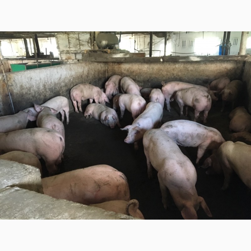 Фото 2. Продаж поросят та підрощених свиней
