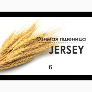 Семена озимой пшеницы Джерси JERSEY