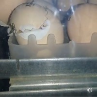 Реализация инкубационного яйца