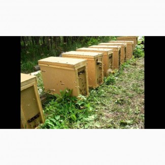 Продам Бджолопакети карпатка 4 р. 3 розплод 1 корм