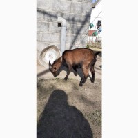 Продам камерунського козла