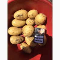 Продам(отгружу) молодой картофель, лук, арбуз