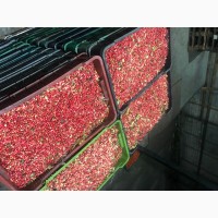 Продам свіжі ягоди брусниці