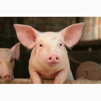 Продам свинину живой вес беконная порода