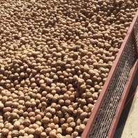 Walnut ceviz грецкий орех 2021-2022 экспорт export ihracat