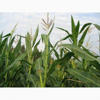 Семена Кукурузы ДКС 3050 (DKC 3050)