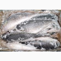 Кахавай австралийский лосось 1-3 кг. Замороженный кахавай
