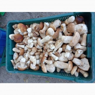 Продам морожені білі гриби 2021, 1-3 сорти