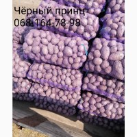 Продам продовольственный картофель Черный принц Иван да Марья