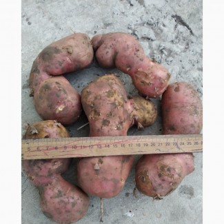 Оптовий продаж картоплі товарної, Черкаська область