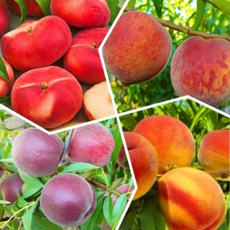 Яблоня, груша, персик, вишня черешня, персик, смородина, ежевика, яблоня