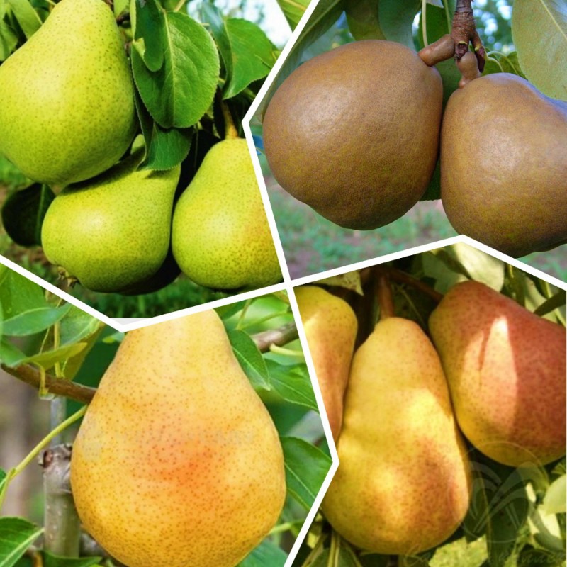Фото 2. Яблоня, груша, персик, вишня черешня, персик, смородина, ежевика, яблоня