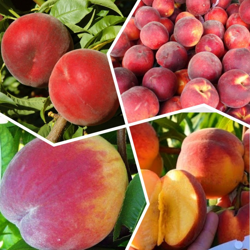 Фото 3. Яблоня, груша, персик, вишня черешня, персик, смородина, ежевика, яблоня