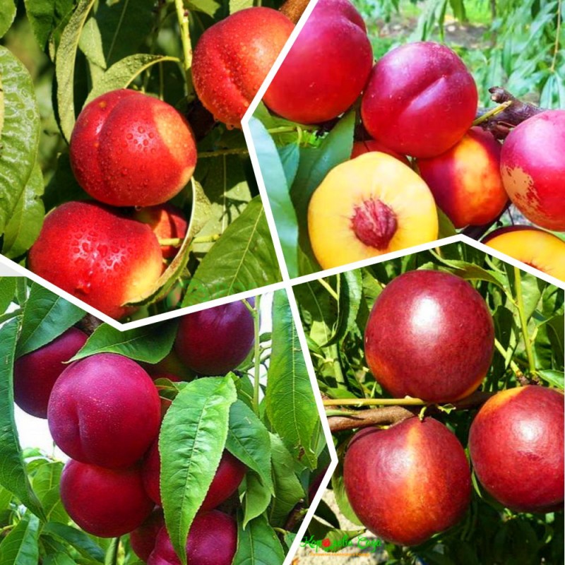 Фото 5. Яблоня, груша, персик, вишня черешня, персик, смородина, ежевика, яблоня