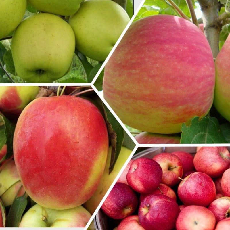 Фото 7. Яблоня, груша, персик, вишня черешня, персик, смородина, ежевика, яблоня