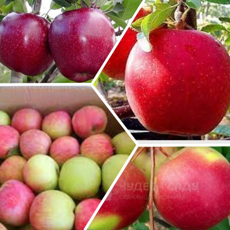 Фото 9. Яблоня, груша, персик, вишня черешня, персик, смородина, ежевика, яблоня
