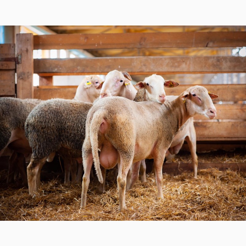 Фото 2. Продаються вівці лакон на мясо