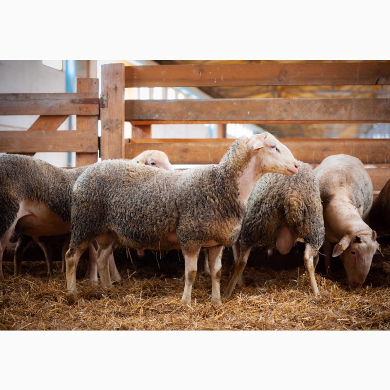 Фото 3. Продаються вівці лакон на мясо