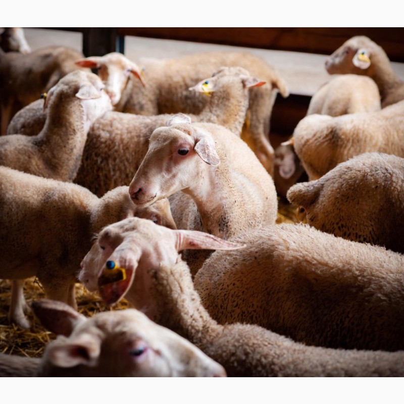 Фото 4. Продаються вівці лакон на мясо
