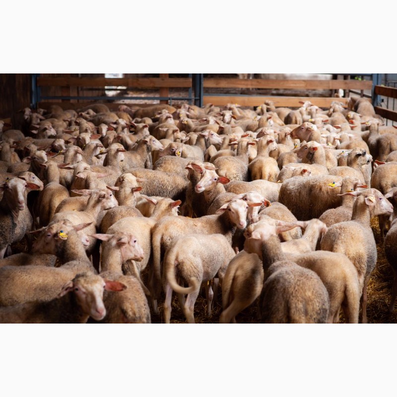 Фото 5. Продаються вівці лакон на мясо