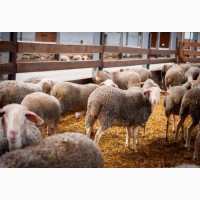 Продаються вівці лакон на мясо
