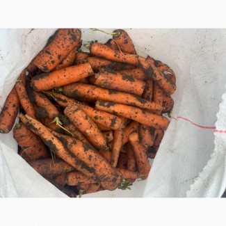 Продам Морковь 2-й сорт