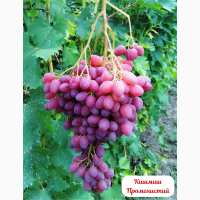 Еталонні саджанці районованих сортів винограду