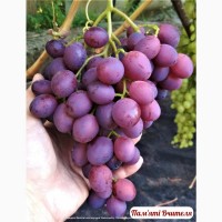 Еталонні саджанці районованих сортів винограду