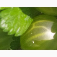 Продам агрус (крижовник) зелений, червоний дуже смачний та корисний