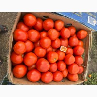 Продам помідор круглий Багіра
